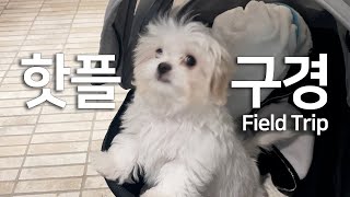 eng) Korean Puppy Vlog  | First Visit to The HYUNDAI Seoul | Korean department store