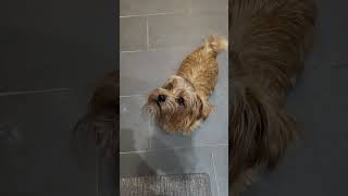 Download Lagu 🐶Birdie vs. Popcorn🍿 #popcorn #treats #norfolkterrier #terrier #furbaby #furbabies #gooddog #dog MP3