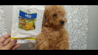 How to Use Sevin Powder to your Fur baby?