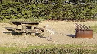 Great blue heron catches and swallows HUGE rodent