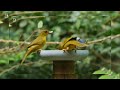 The Most Beautiful Birds of the Amazon Jungle | 4K Cinematic Wildlife