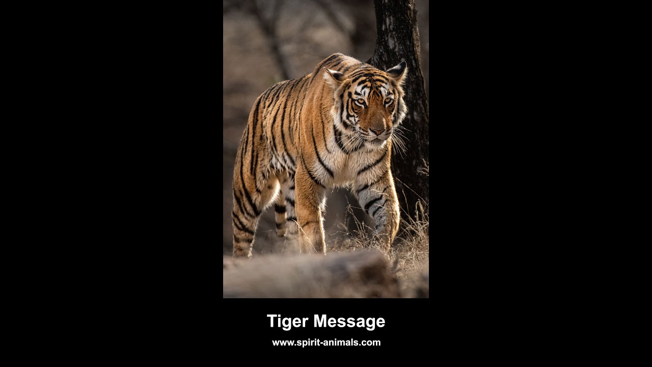 Tiger Symbolism Dreams And Messages Spirit Animal Totems Tiger Symbolism Dreams And Messages Spirit Animal Totems