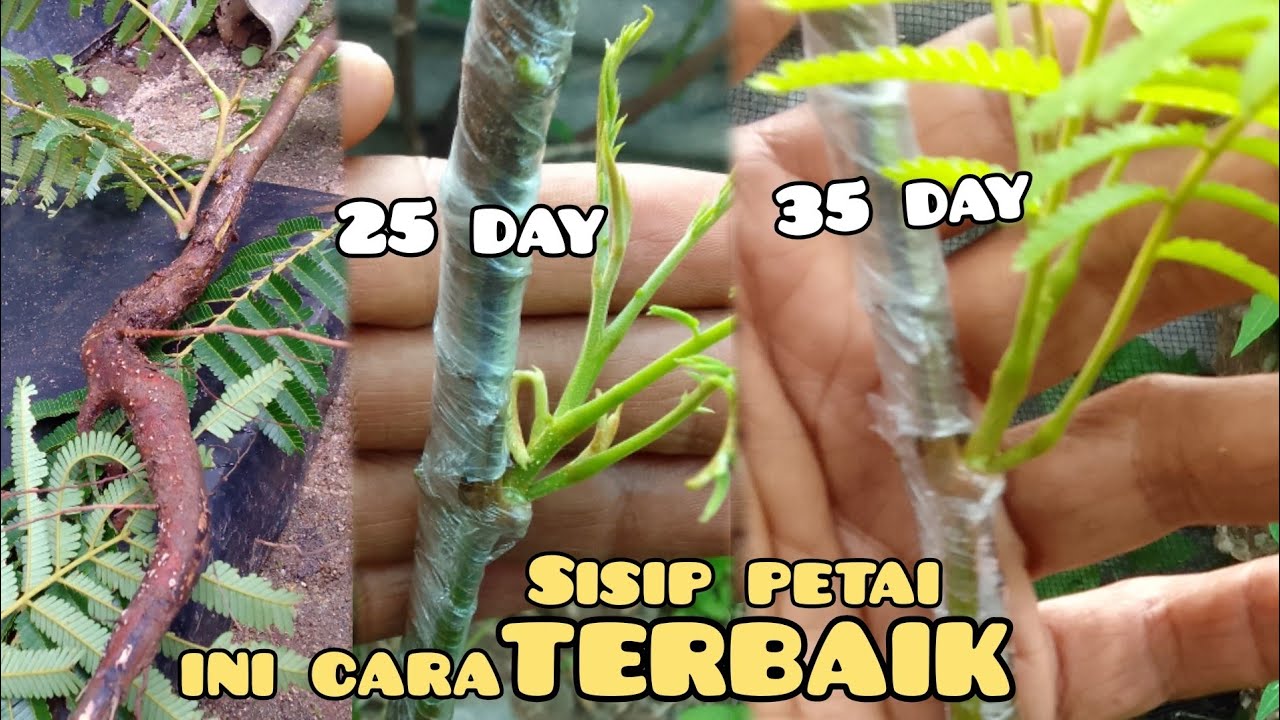 jangan sampai salah,!!! SAMBUNG SISIP PETAI dengan cara ini LEBIH MUDAH BERHASIL