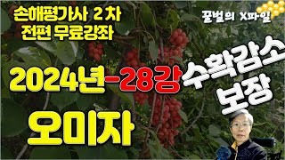 2024년 손해평가사 28강, 수확감소보장 과수 - 오미자, 손해평가사 2차시험 전과목 무료강의 by 손해평가사X파일-행복한 꿀벌 2,060 views 4 months ago 15 minutes