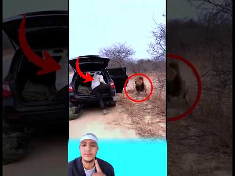 كانت النجاة مستحيلة حين كان الأسدان يزارن عليه لكن هناك أدراك اللهي عند الخطر حالات واتس 