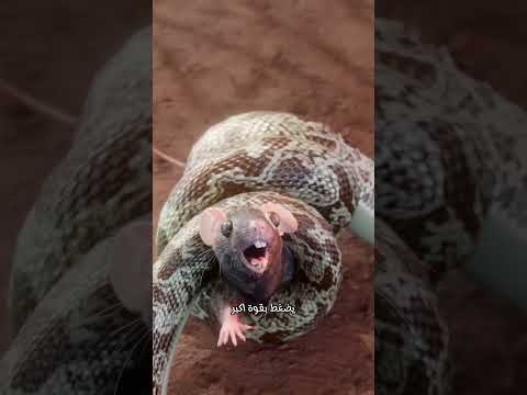كيف يصيد الثعبان فريسته بكفاءة وي دخ ر طاقته 