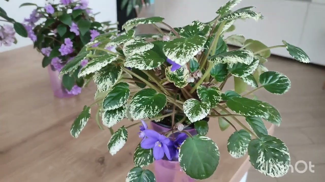 Обзор фиалок трейлеров весной. Сорта. Особенности. Выращивание.