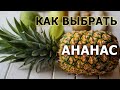 Вся правда об ананасе, как выбрать, дозреть, резать и хранить