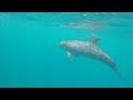 Египет. Марса Алам. Дайв-сайт House reef Nouth. Снорклинг с дельфинами...25.04.2023 год.
