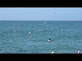 Дельфины "атакуют" пляж в Адлере