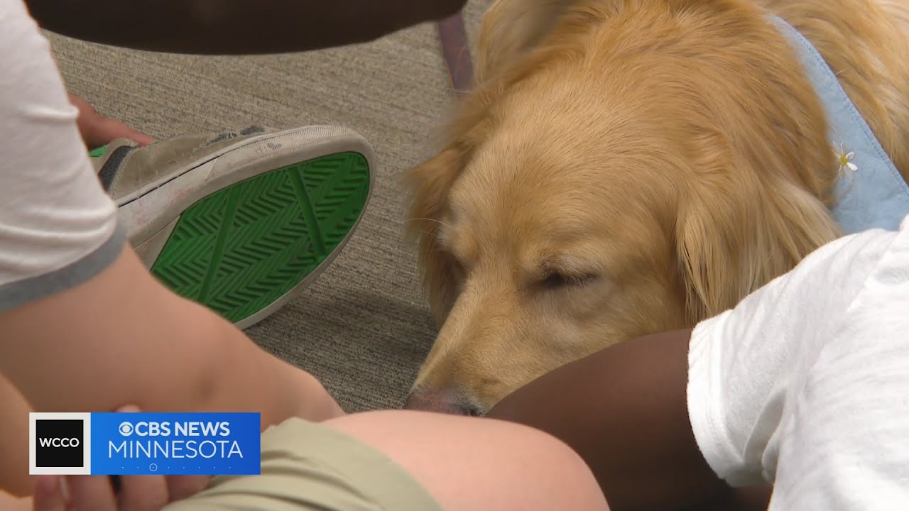 School in session for these therapy dogs - YouTube