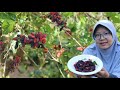 Panen Buah BlackBerry Desa di Pinggir Jalan - Murbei - Murberry