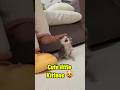 🥠Shortsfeed Kitten Furry Adorablepets Petvi Deos CuteAnimals Petviralvideos 2025 Relaxingmusic 🥠Shortsfeed Kitten Furry Adorablepets Petvi Deos CuteAnimals Petviralvideos 2025 Relaxingmusic