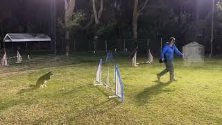 Cheeky Agility Training 7 months