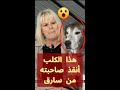 كلب ينقد صاحبته من سارق دخل منزلها كلب ينقد صاحبته من سارق دخل منزلها