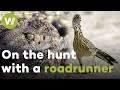 Roadrunner vs. Rattlesnake - On the hunt with a bird born to run