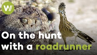 Roadrunner vs. Rattlesnake  On the hunt with a bird born to run