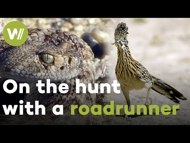 Roadrunner vs. Rattlesnake - On the hunt with a bird born to run class=