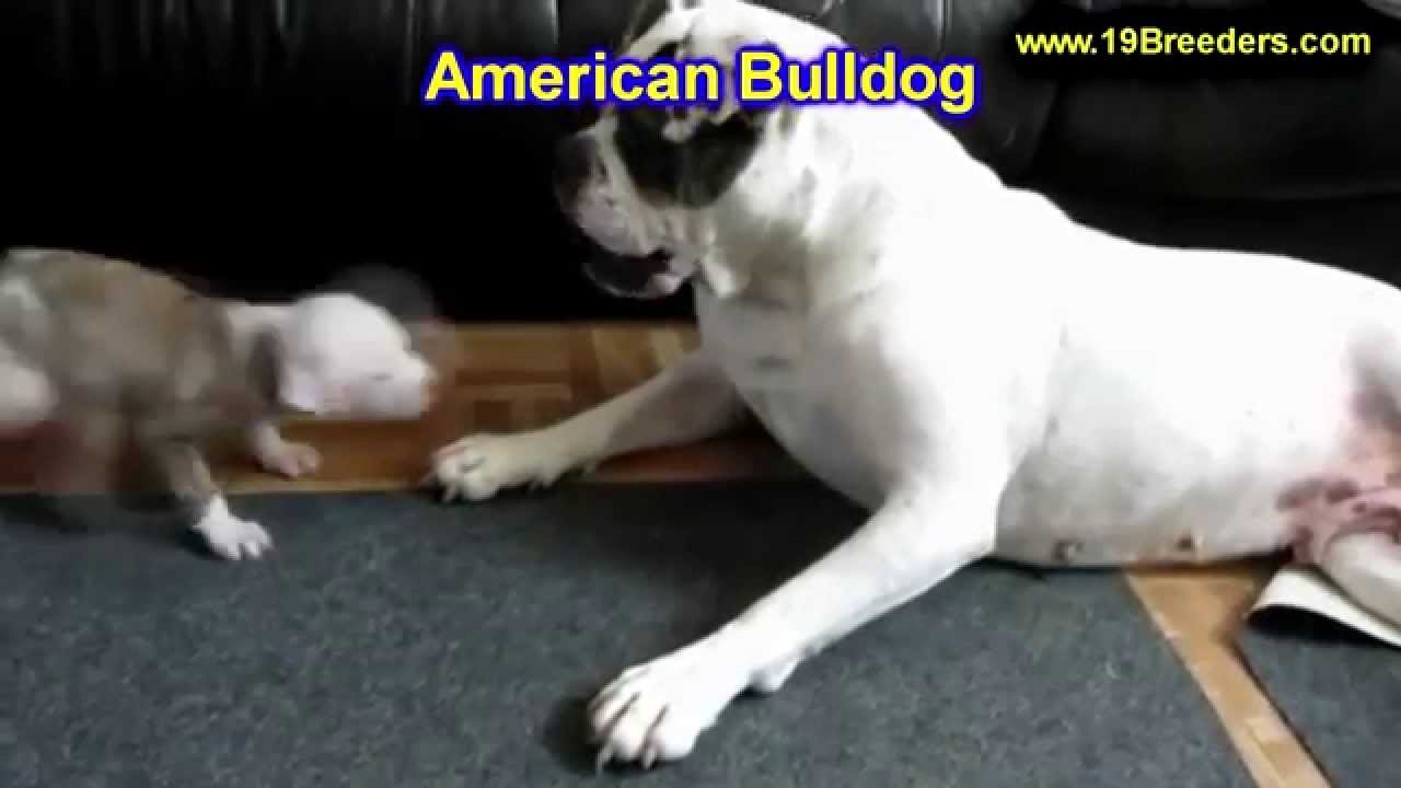 American Bulldog Puppies Jacksonville Fl Youtube