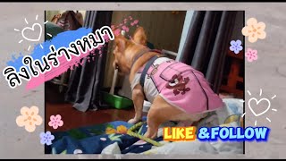 ลูกลิงในร่างหมา🤣 #ต้าเปา #frenchbulldog #หมาดื้อ #dog #shorts