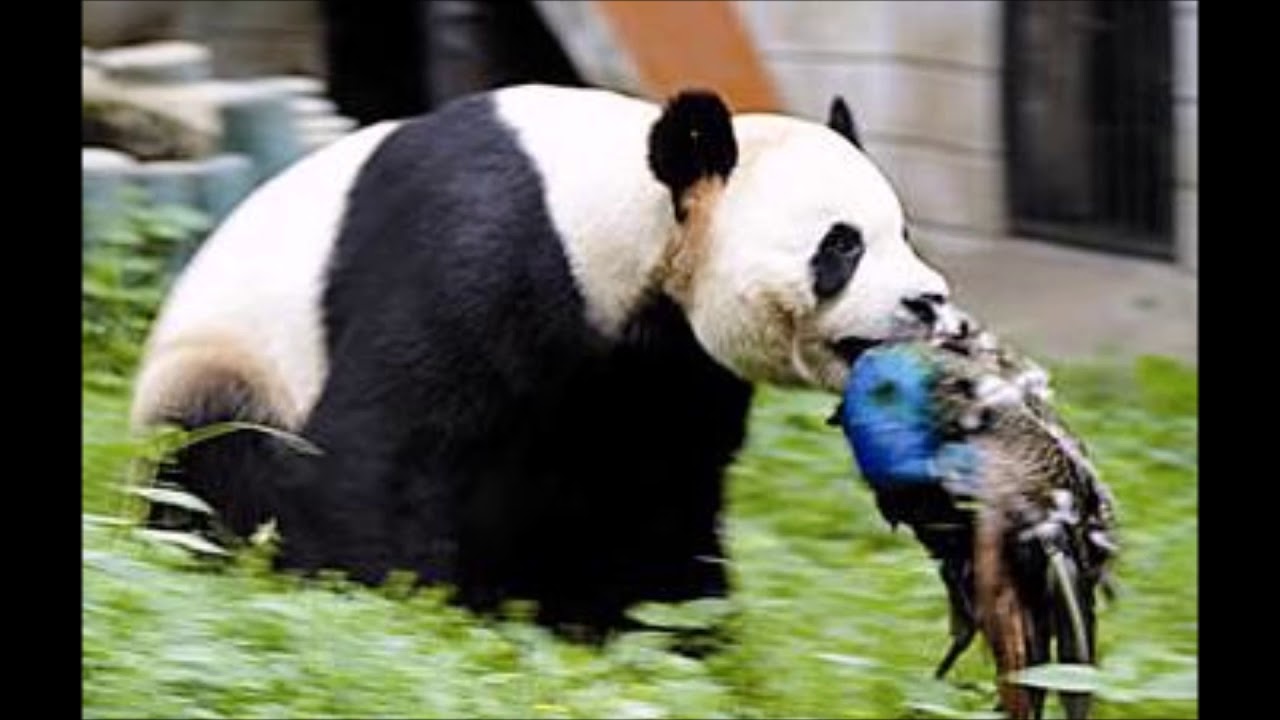 Панды едят мясо. Панда хищник. Панда травоядное животное. Агрессивная Панда.