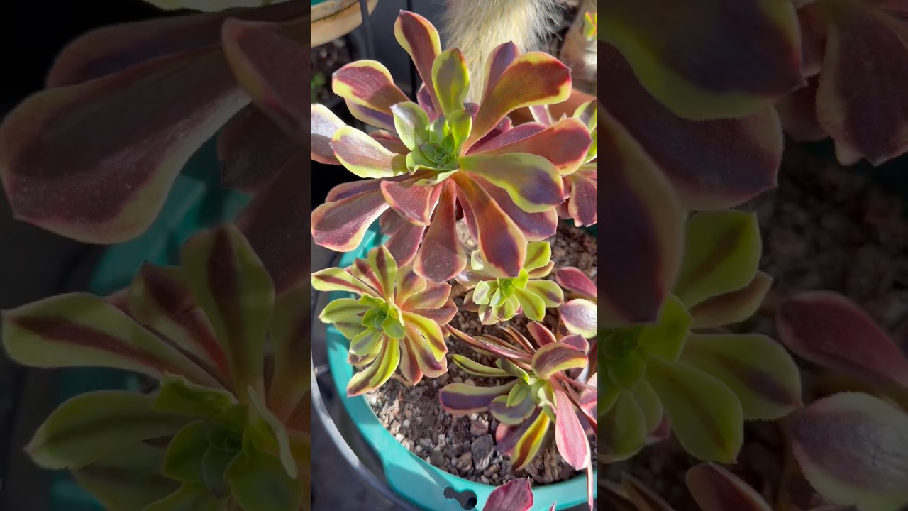 ⭐︎超レア⭐︎パチャノイ錦 Beautiful 🥰😍
