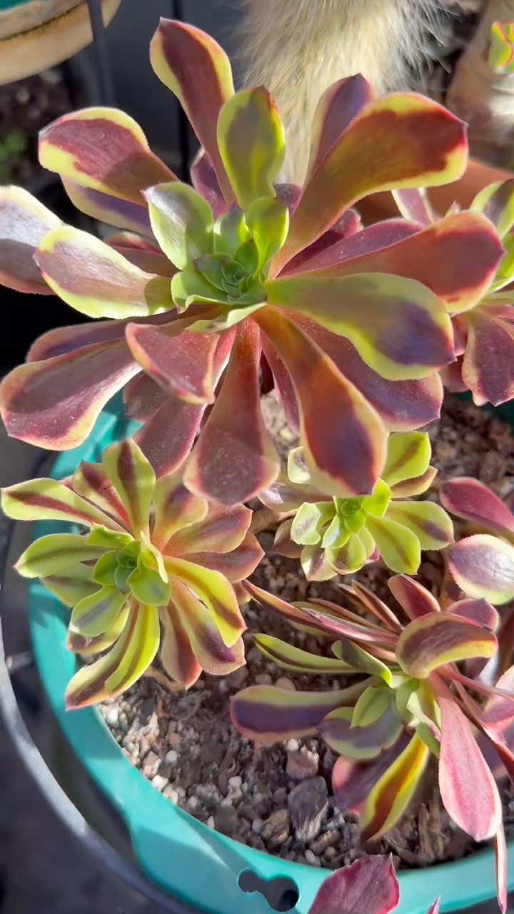 ⭐︎超レア⭐︎パチャノイ錦 Super bang aeonium #succulent #多肉#plants #succulentgarden
