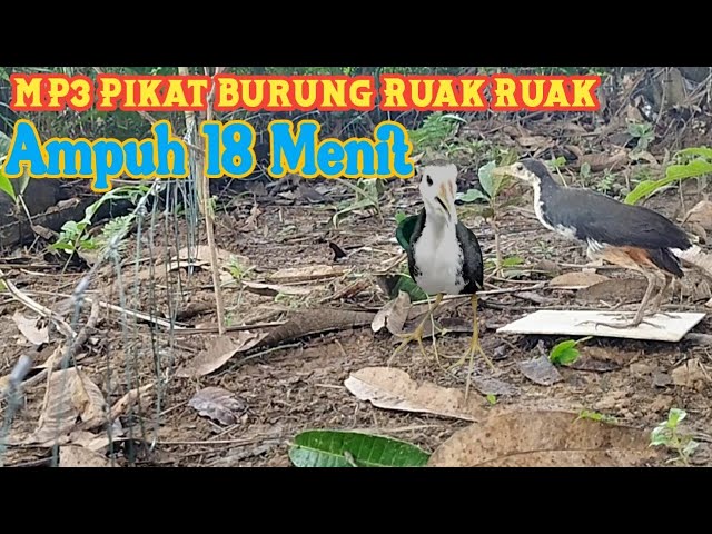 Paling Ampuh dan Banyak Peminat ,Suara Pikat Burung Ruak Ruak class=