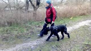 23 12 18Г. Площадка 1 Занятие Рядом, Щенки