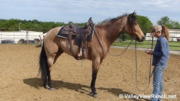 Laceys Major Cutter - mount, turns, jog, stops! - ValleyViewRanch.net