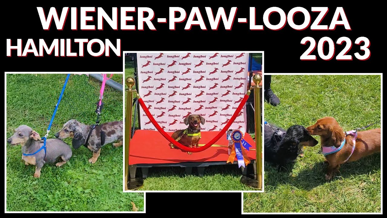 WIENER-PAW-LOOZA Hamilton, Ontario - featuring Juno the Doxie 