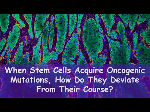 Video: Tumor-Stroma-Wechselwirkungen: Transformation Von Wachstumsfaktor-β-Isoformen Und Hepatozyten-Wachstumsfaktor / Streufaktor In Der Duktalen Morphogenese Der Brustdrüse