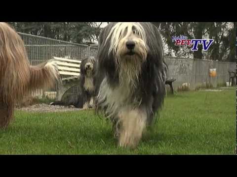 Bearded Collie: Informationen zur Rasse