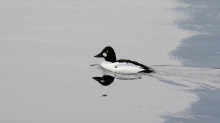 A Rare Common Goldeneye Visits the Reservoir by quote_nature 178 views 3 months ago 2 minutes, 16 seconds