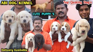 PURE LABRADOR DOG KENNEL | labrador puppies, quality dog breeds | ABI DOG KENNEL ,eagletwist