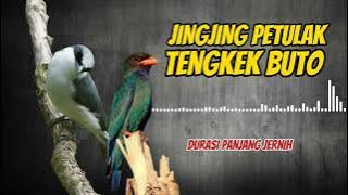 Masteran Jingjing Petulak sambung Tengkek Buto Jernih Mudah Ditiru
