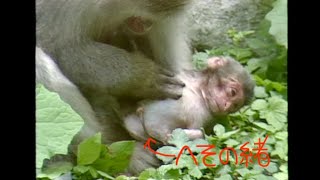 生後1日の赤ちゃんと熱心ママ #ニホンザル #子育て #japanesemacaque #amazinganimals #kawaii #childrearing #humanevolution