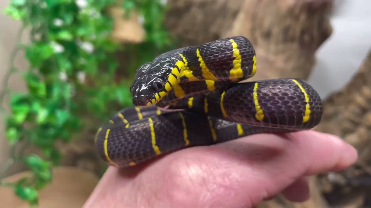 MANGROVE SNAKES and how to keep them