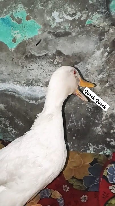 QUACK QUACK #Duck #quackquack #cuteduck #duckduck #Lalapola6381