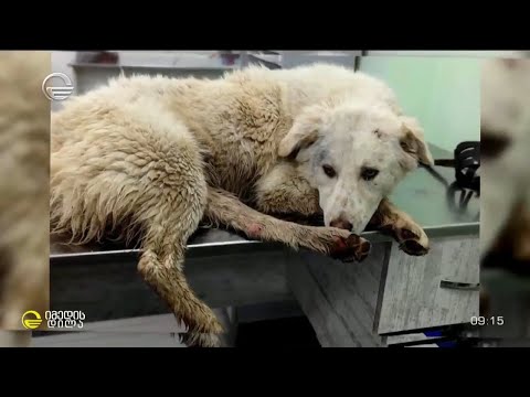 კიბას და ტარასასას სევდიანი ისტორია რუბრიკაში #თათების იმედი