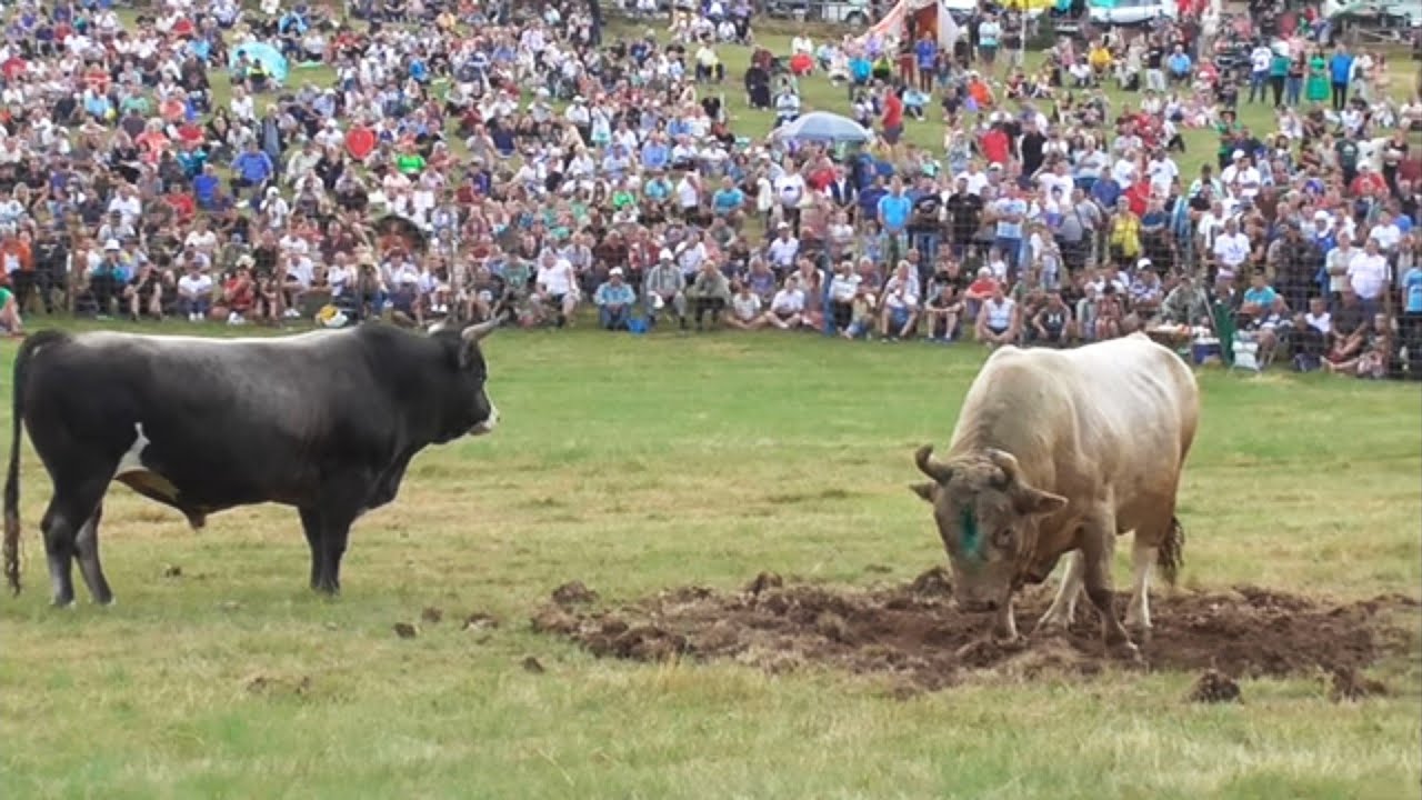 GOLUB OD ALIĆA I BRIZAN OD ŠABANOVIĆA ČEVLJANOVIĆI 2023