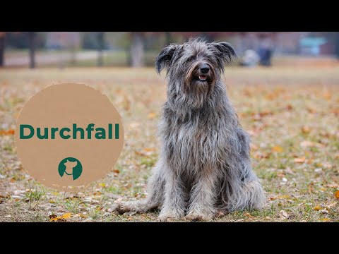 Video: Durchfall Bei Hunden: Ursachen Und Behandlung - Video, Artikel Und Infografik