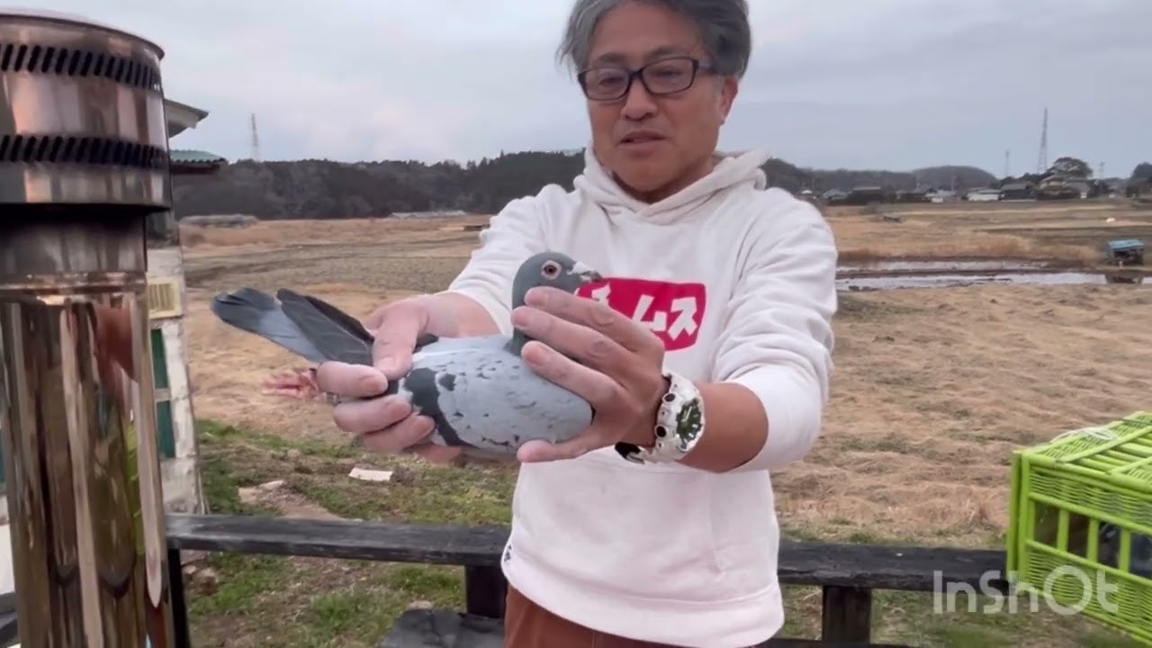 【里親さん募集です】うちの引退する種鳩の紹介を…。の巻