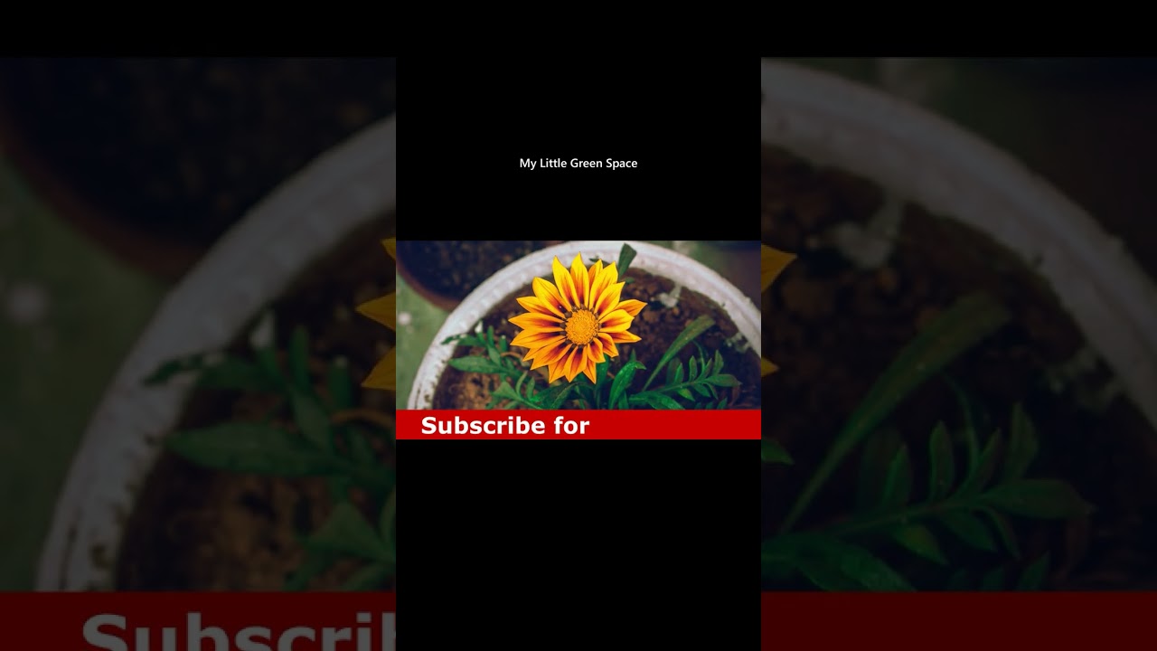 Blooming of Flower | 