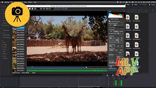 How to Edit Canon EOS M Magic Lantern Footage–MLV App Workflow Tutorial screenshot 4