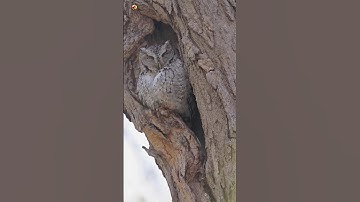Owl Sounds ❤️ ( Owl hooting ) (7)