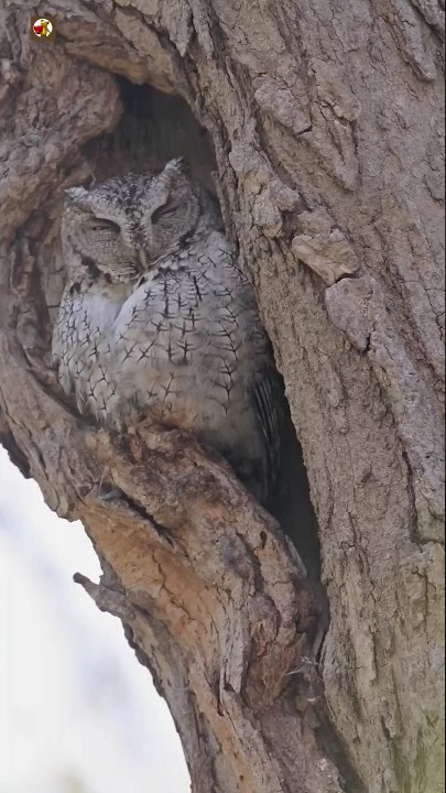 Owl Sounds ❤️ ( Owl hooting ) (7)