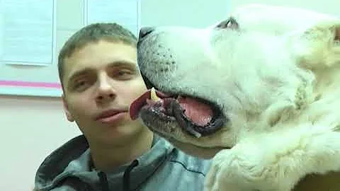 ГОД СОБАКИ