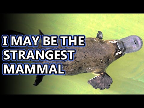 Video: The platypus lays eggs? How do platypuses breed? Interesting Platypus Facts