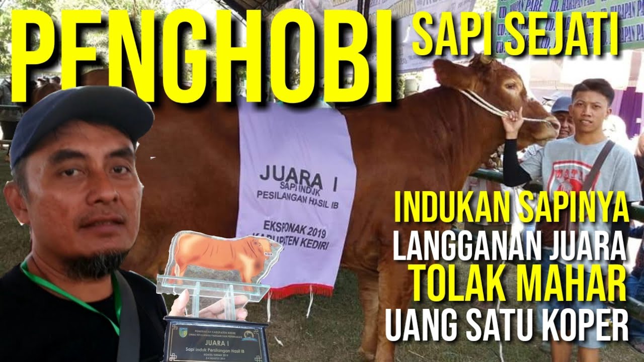 Indukan Sapi Limosin Terbesar Indukan Sapi Metal Super 